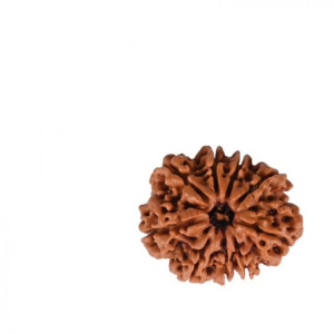 Image of Natural 9 Mukhi Collector Rudraksh (Nepali)