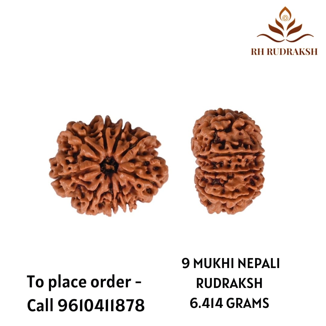 Natural 9 Mukhi Collector Rudraksh Nepali