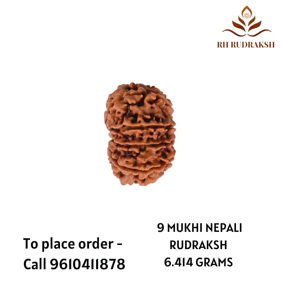 Natural 9 Mukhi Collector Rudraksh Nepali