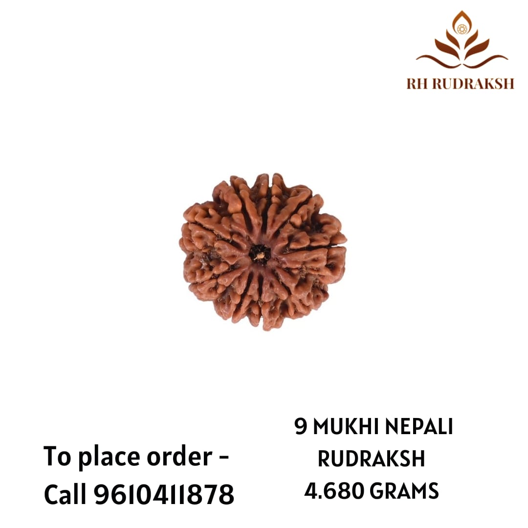 Natural 9 Mukhi Collector Rudraksh Nepali