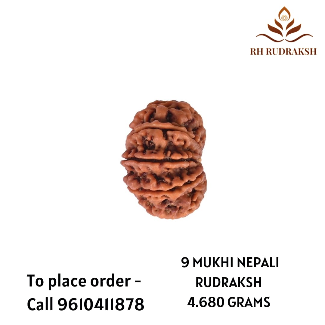 Natural 9 Mukhi Collector Rudraksh Nepali