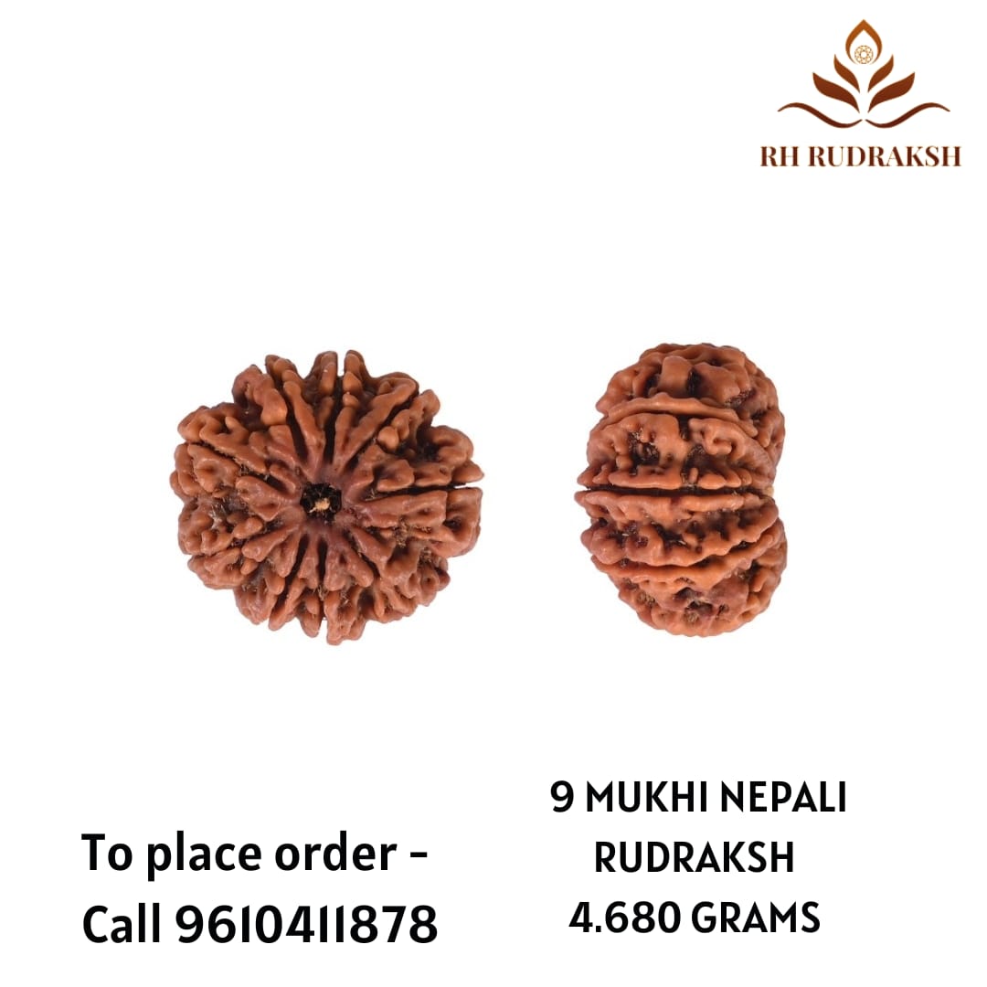 Natural 9 Mukhi Collector Rudraksh Nepali