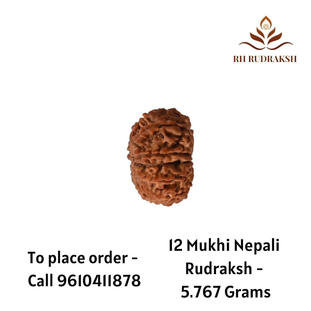 Natural 12 Mukhi Collector RudrakshNepali