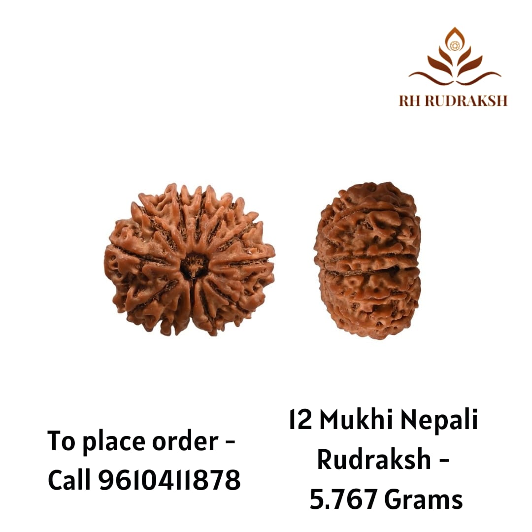 Natural 12 Mukhi Collector RudrakshNepali