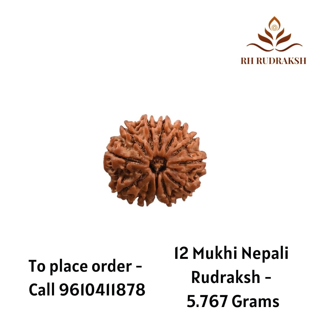 Natural 12 Mukhi Collector RudrakshNepali