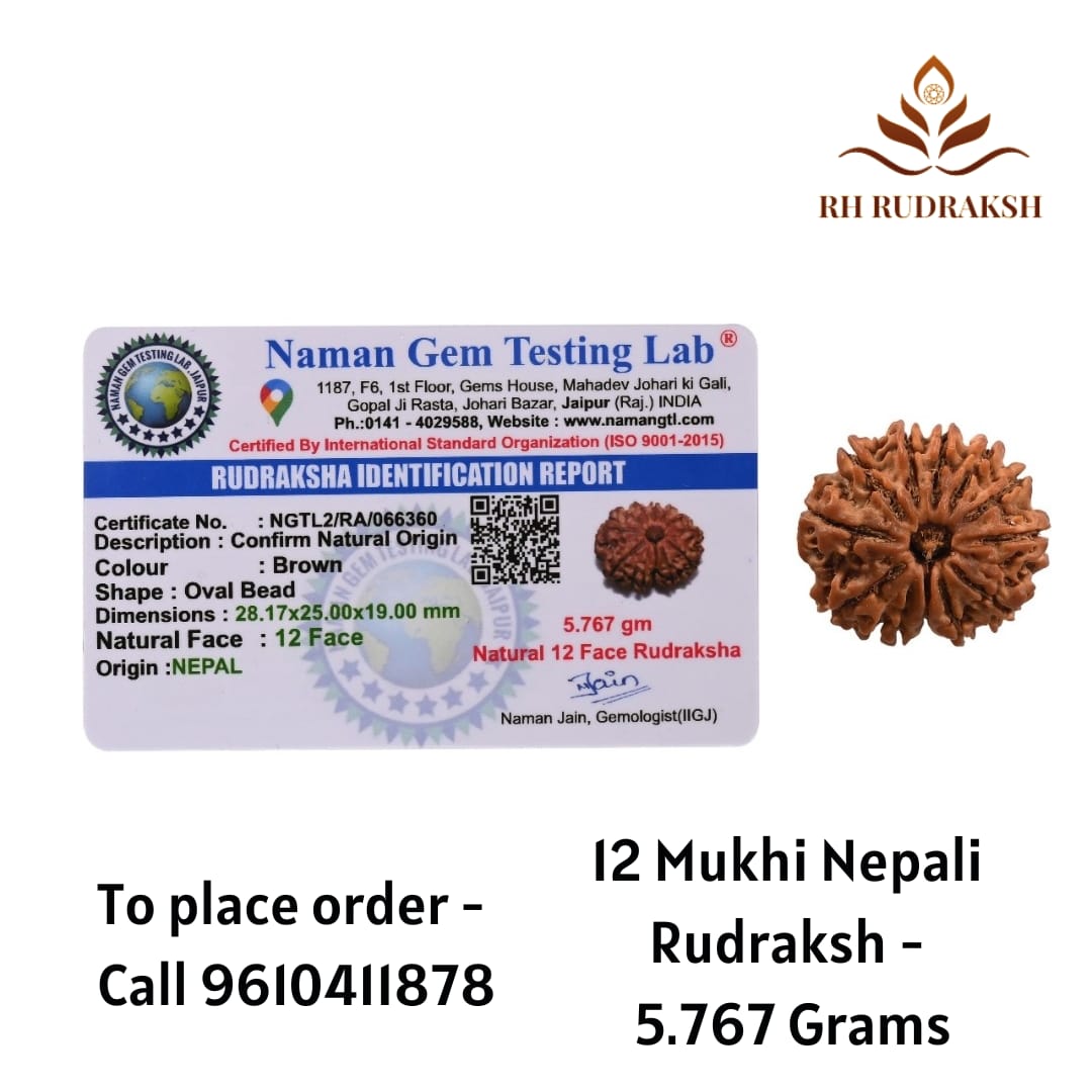Natural 12 Mukhi Collector RudrakshNepali