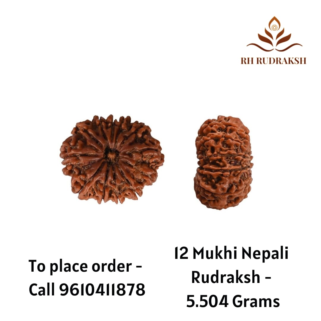 Natural 12 Mukhi Collector RudrakshNepali