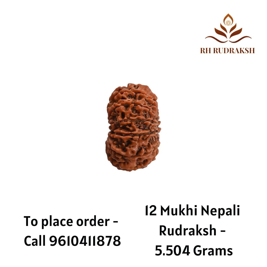Natural 12 Mukhi Collector RudrakshNepali