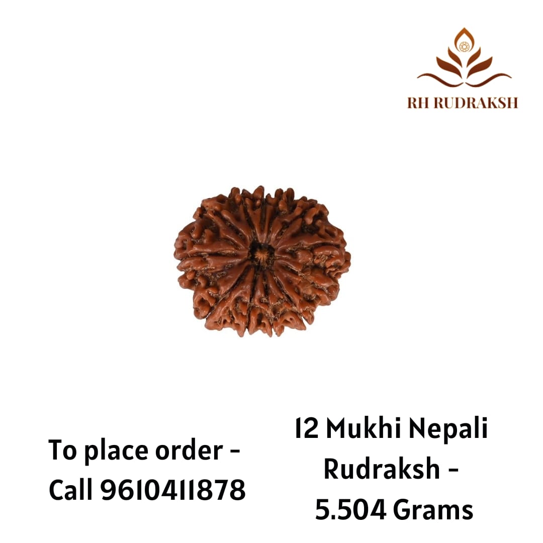 Natural 12 Mukhi Collector RudrakshNepali