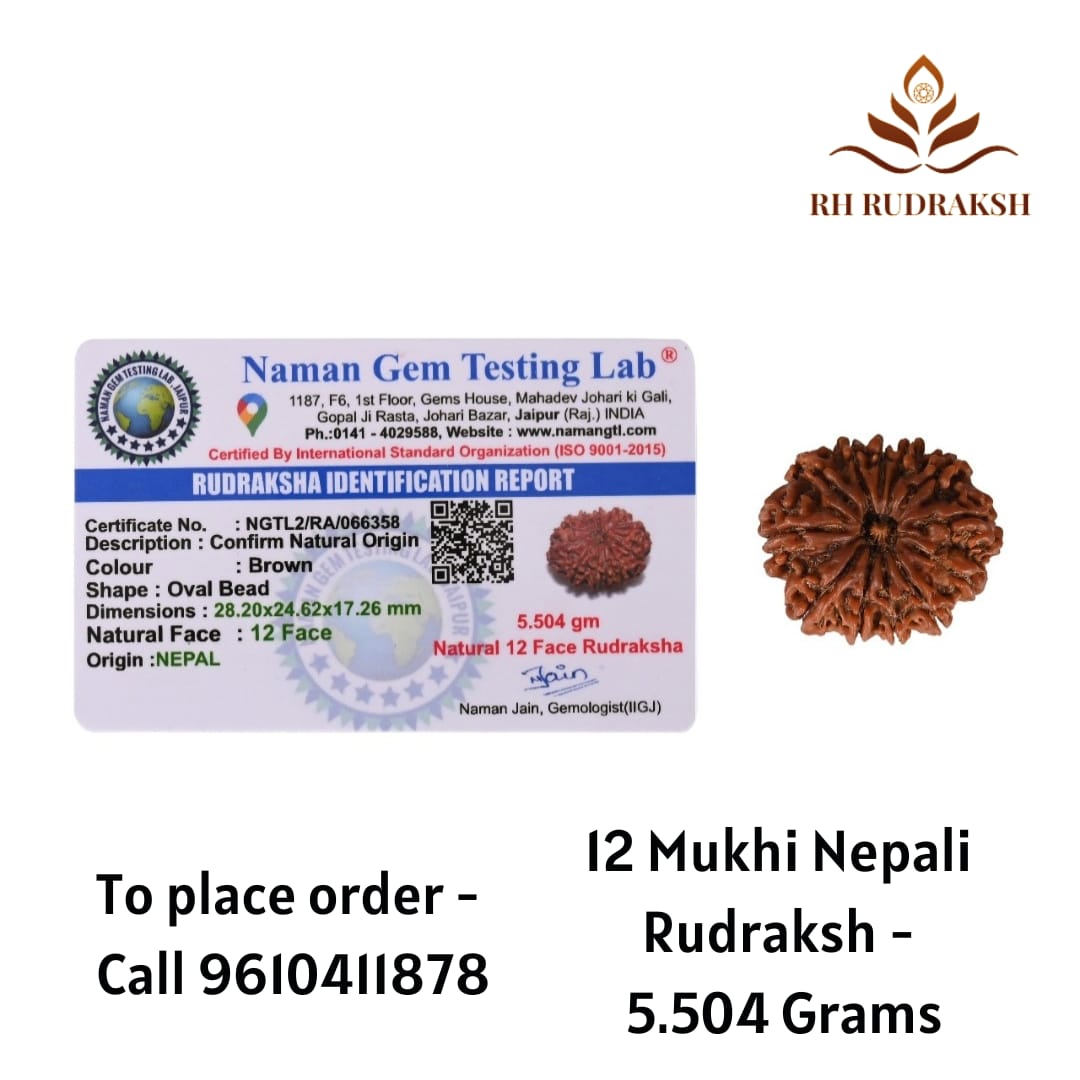 Natural 12 Mukhi Collector RudrakshNepali
