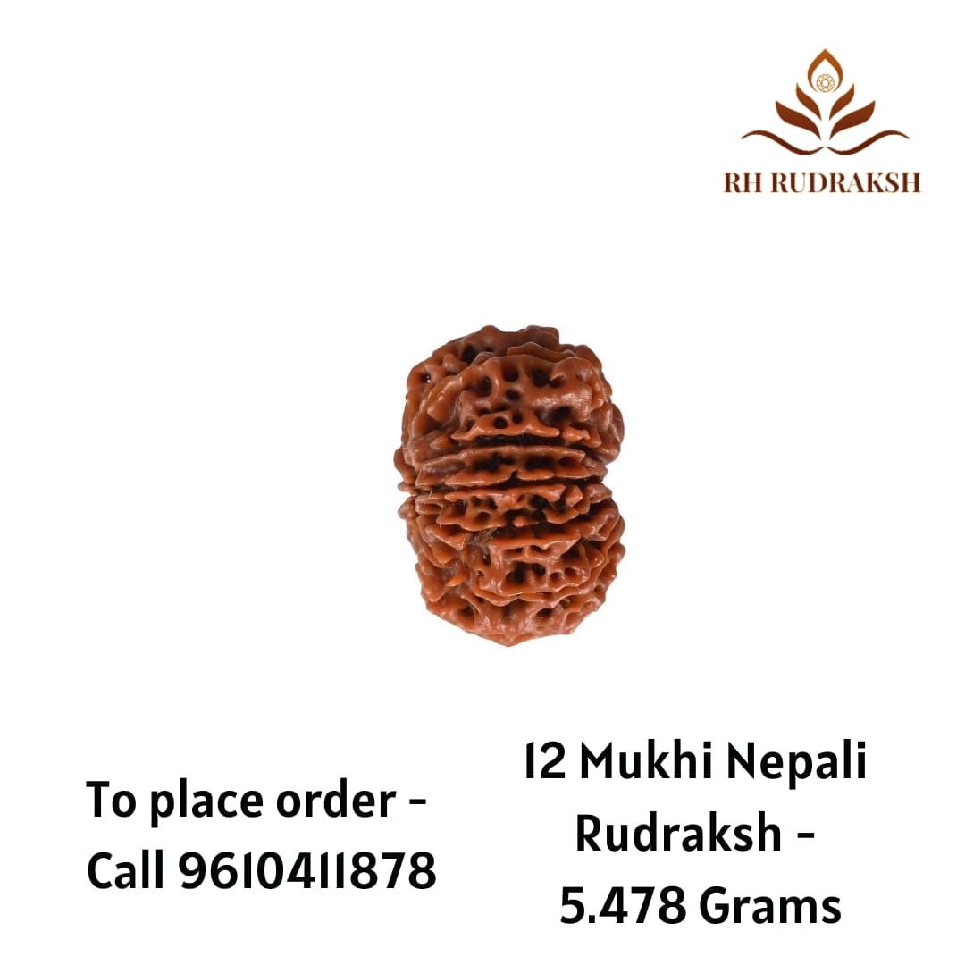 Natural 12 Mukhi Collector RudrakshNepali