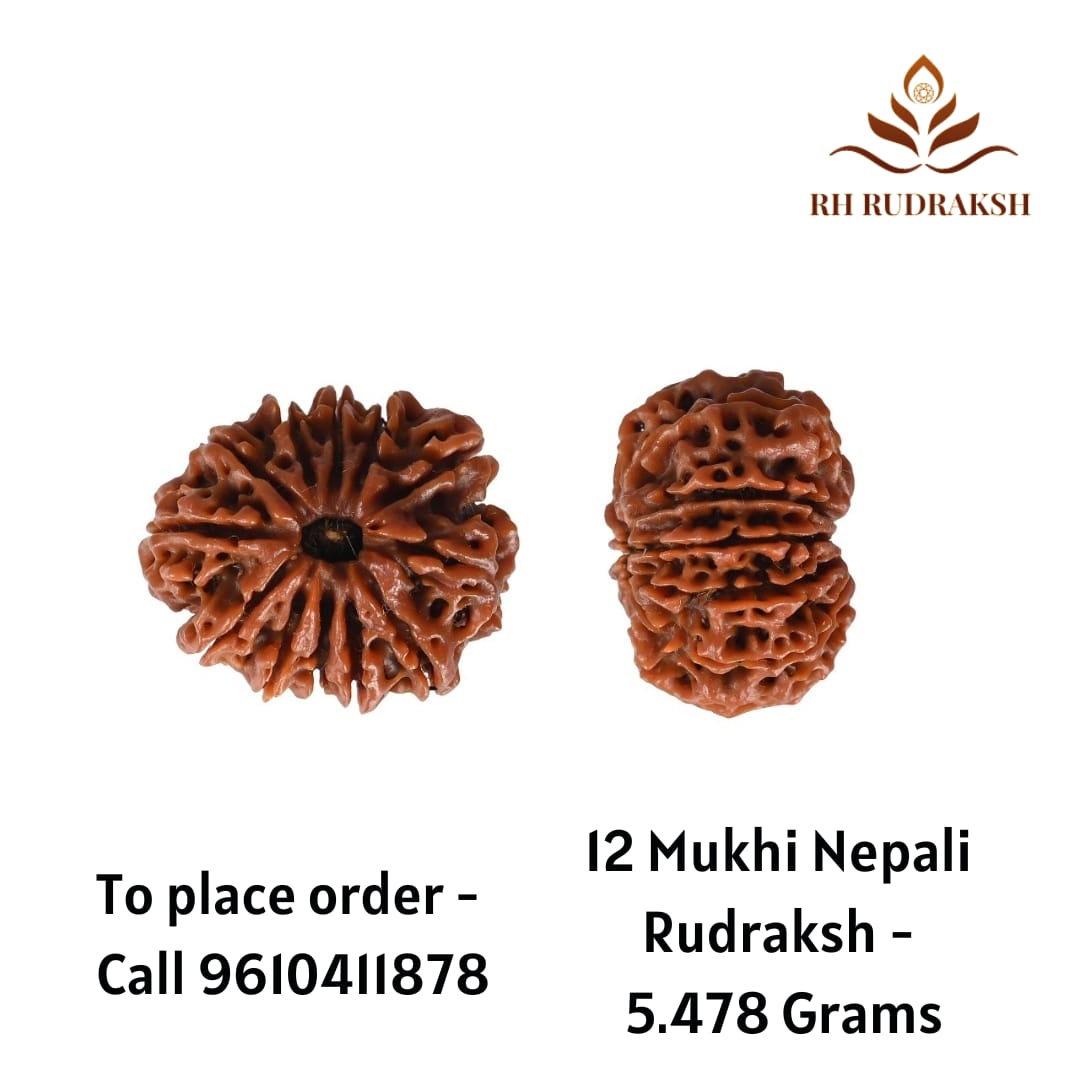 Natural 12 Mukhi Collector RudrakshNepali