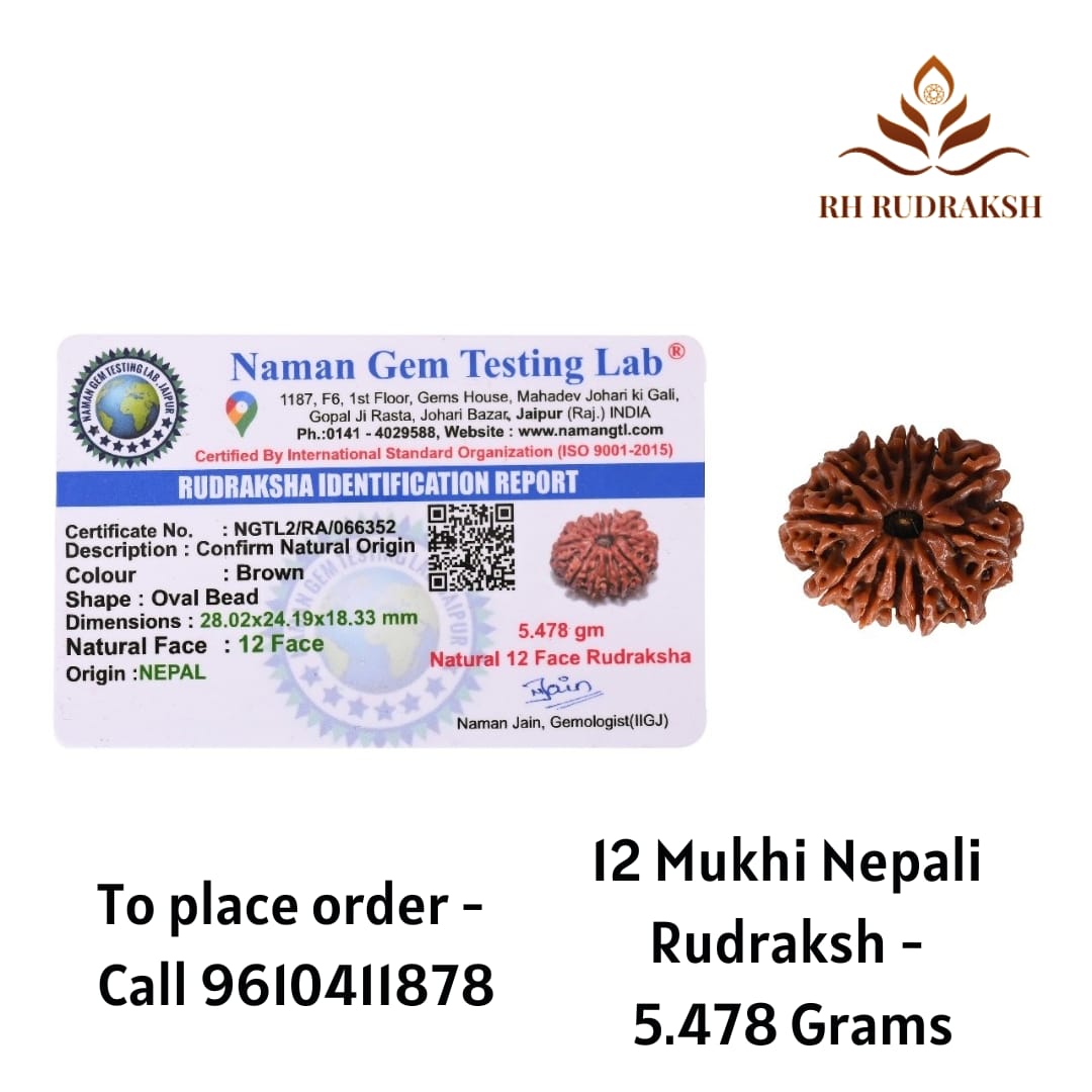 Natural 12 Mukhi Collector RudrakshNepali