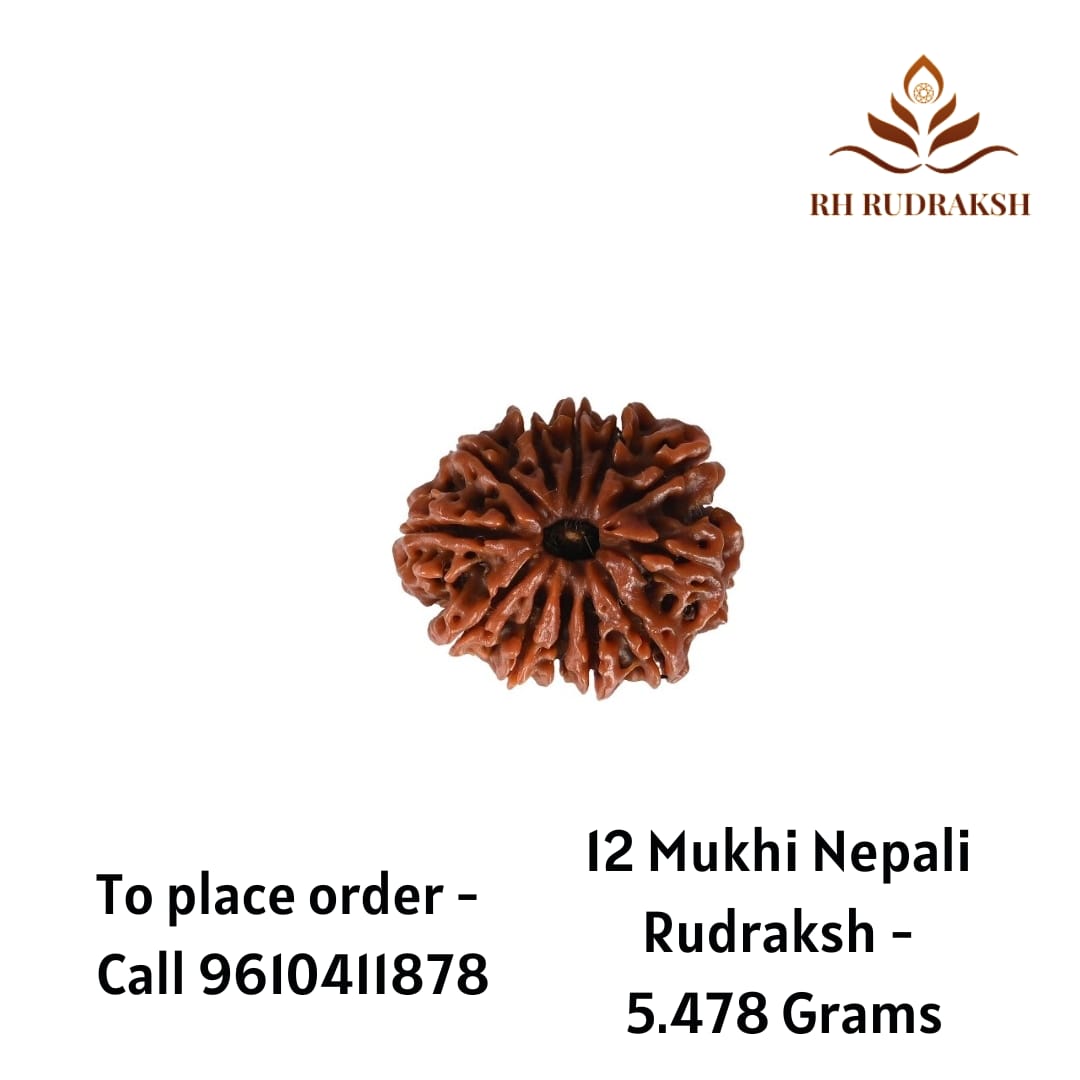 Natural 12 Mukhi Collector RudrakshNepali
