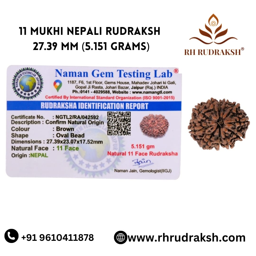 Natural 11 Mukhi Collector Rudraksh Nepali