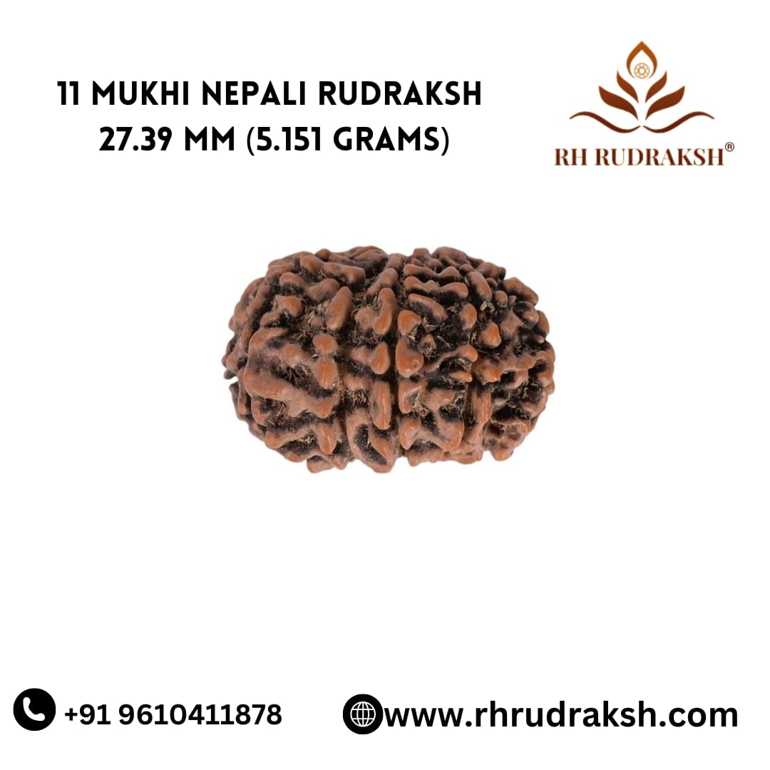 Natural 11 Mukhi Collector Rudraksh Nepali