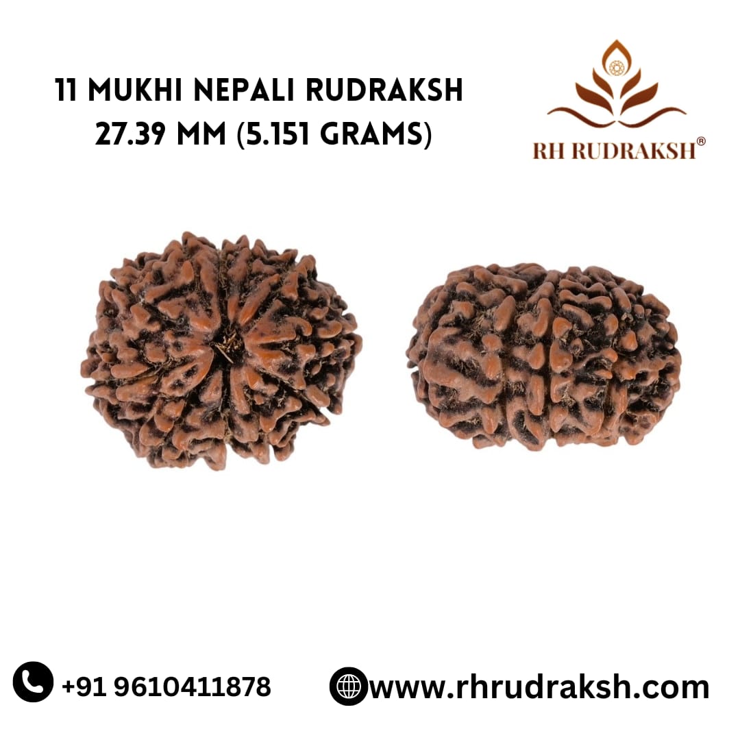 Natural 11 Mukhi Collector Rudraksh Nepali