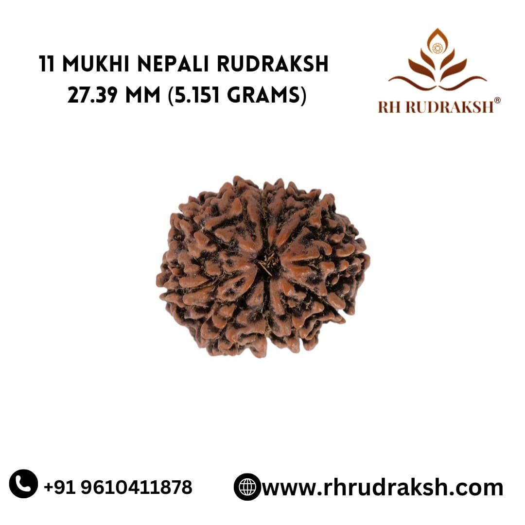 Natural 11 Mukhi Collector Rudraksh Nepali