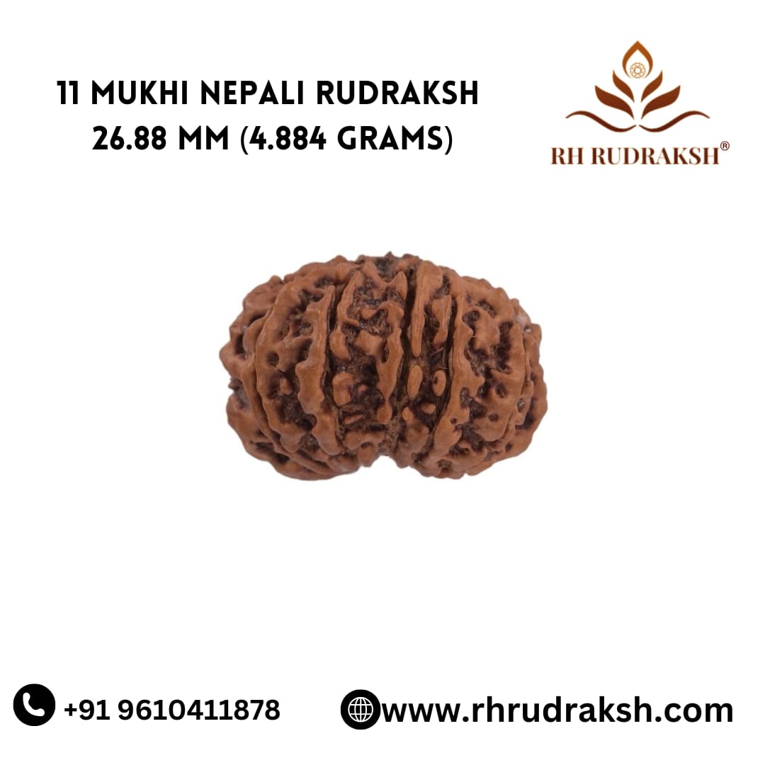 Natural 11 Mukhi Collector Rudraksh Nepali