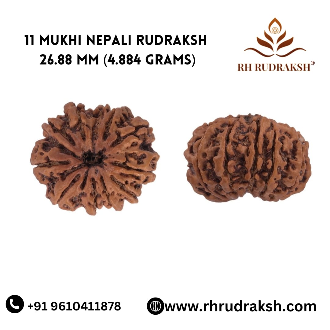 Natural 11 Mukhi Collector Rudraksh Nepali
