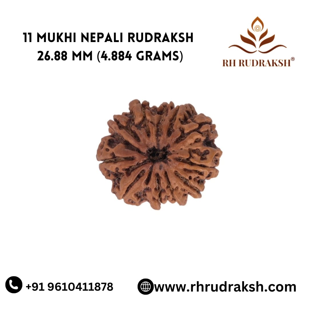 Natural 11 Mukhi Collector Rudraksh Nepali