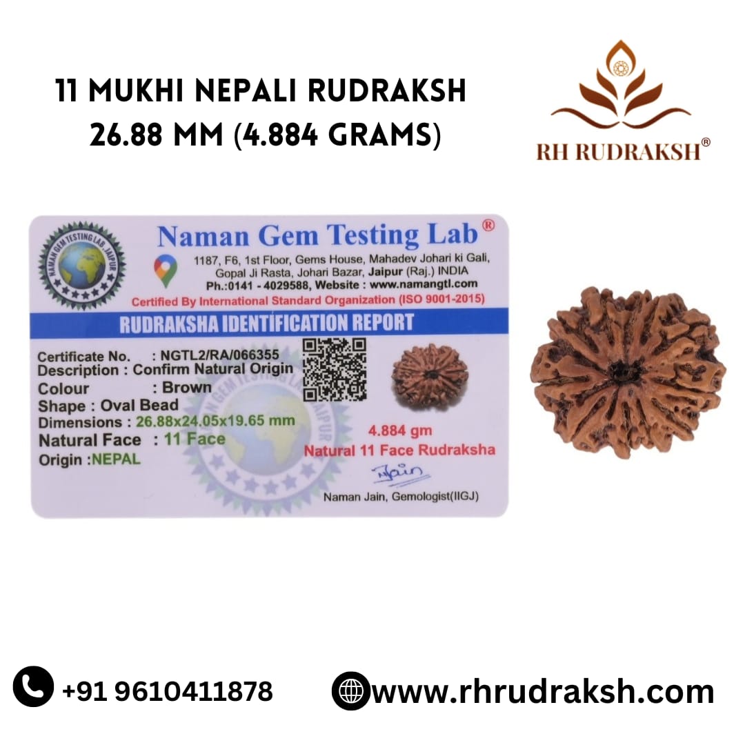 Natural 11 Mukhi Collector Rudraksh Nepali