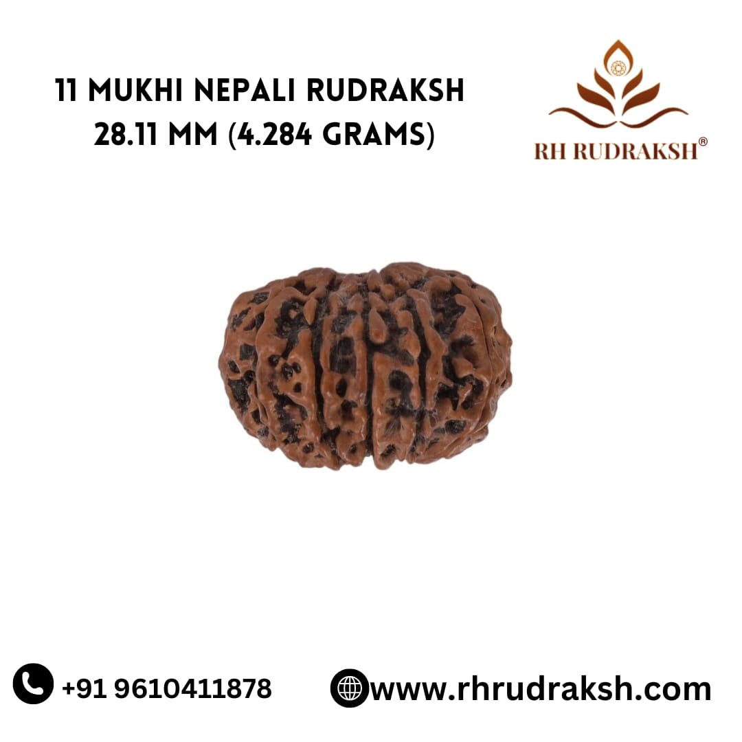 Natural 11 Mukhi Collector Rudraksh Nepali