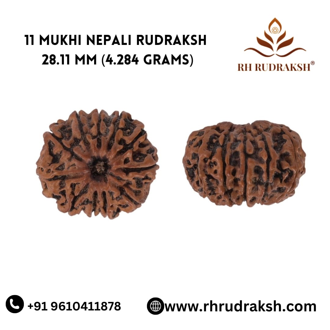 Natural 11 Mukhi Collector Rudraksh Nepali