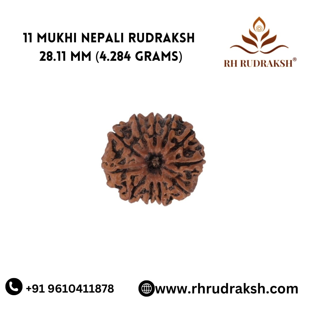 Natural 11 Mukhi Collector Rudraksh Nepali