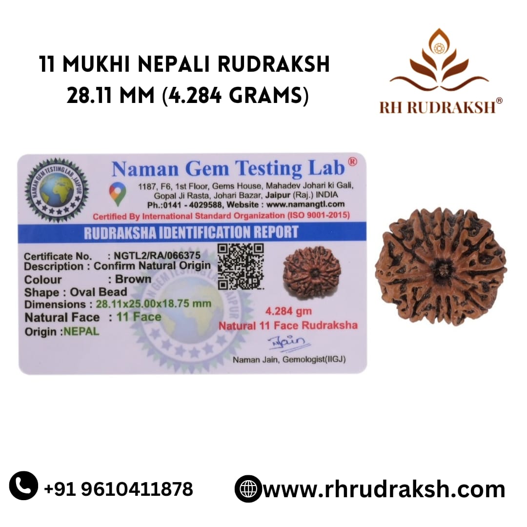 Natural 11 Mukhi Collector Rudraksh Nepali