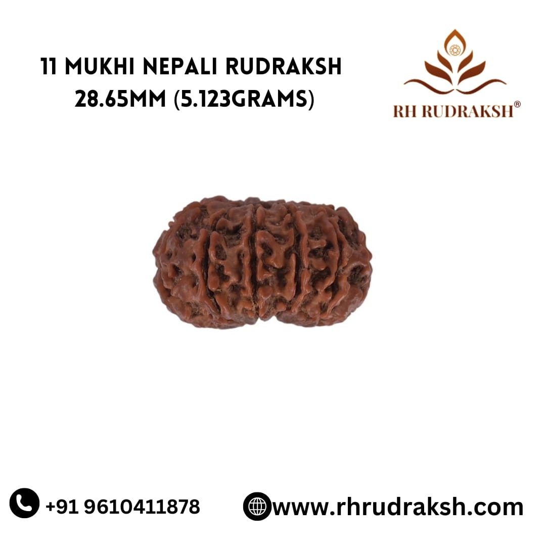 Natural 11 Mukhi Collector Rudraksh Nepali