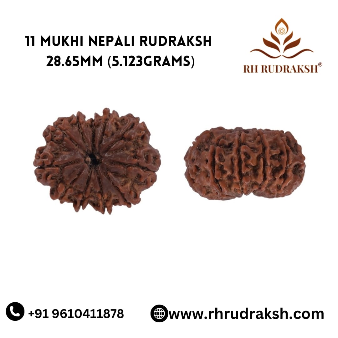 Natural 11 Mukhi Collector Rudraksh Nepali
