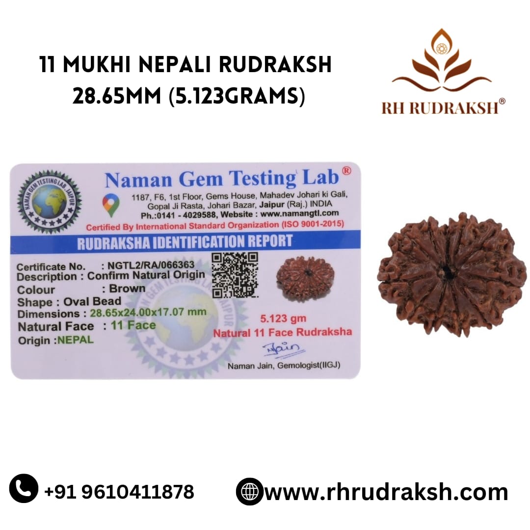 Natural 11 Mukhi Collector Rudraksh Nepali