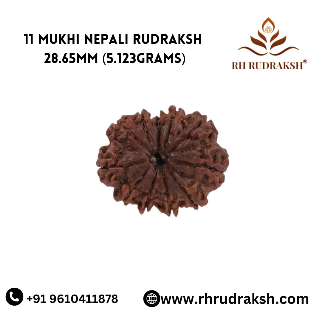 Natural 11 Mukhi Collector Rudraksh Nepali