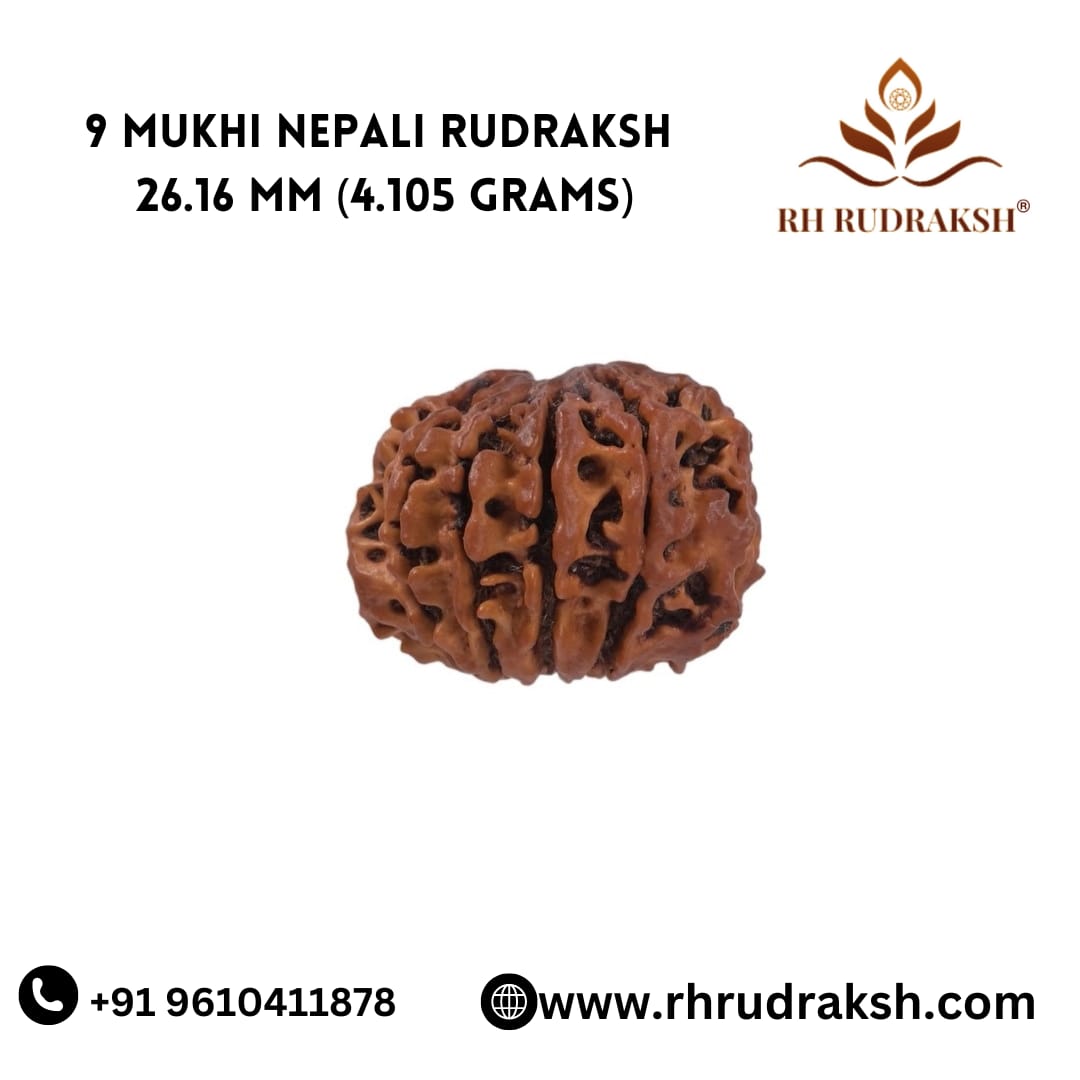 Natural 9 Mukhi Collector Rudraksh Nepali