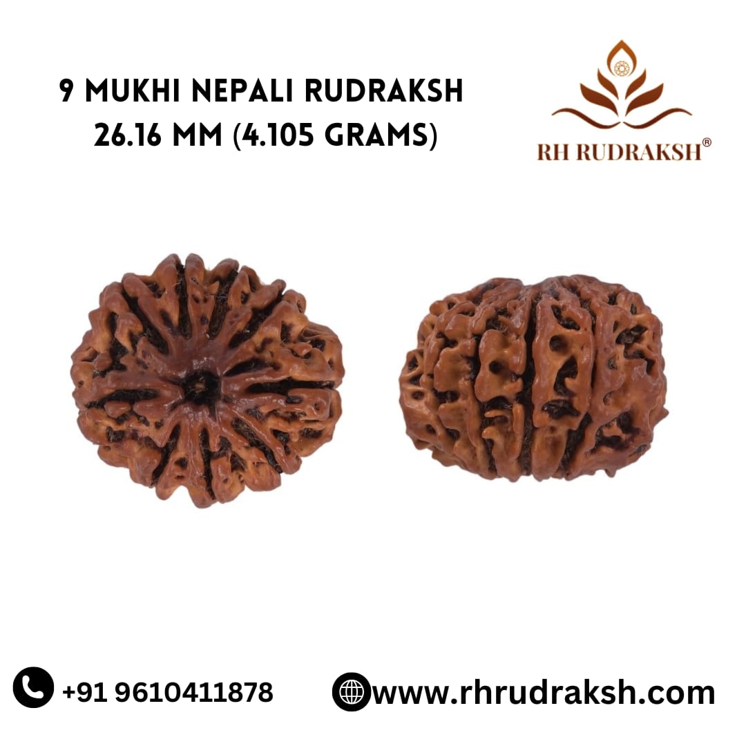 Natural 9 Mukhi Collector Rudraksh Nepali