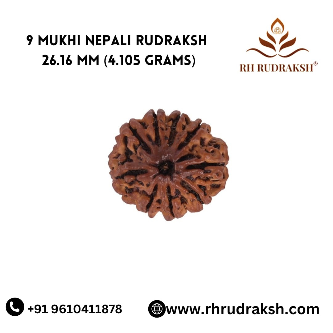 Natural 9 Mukhi Collector Rudraksh Nepali