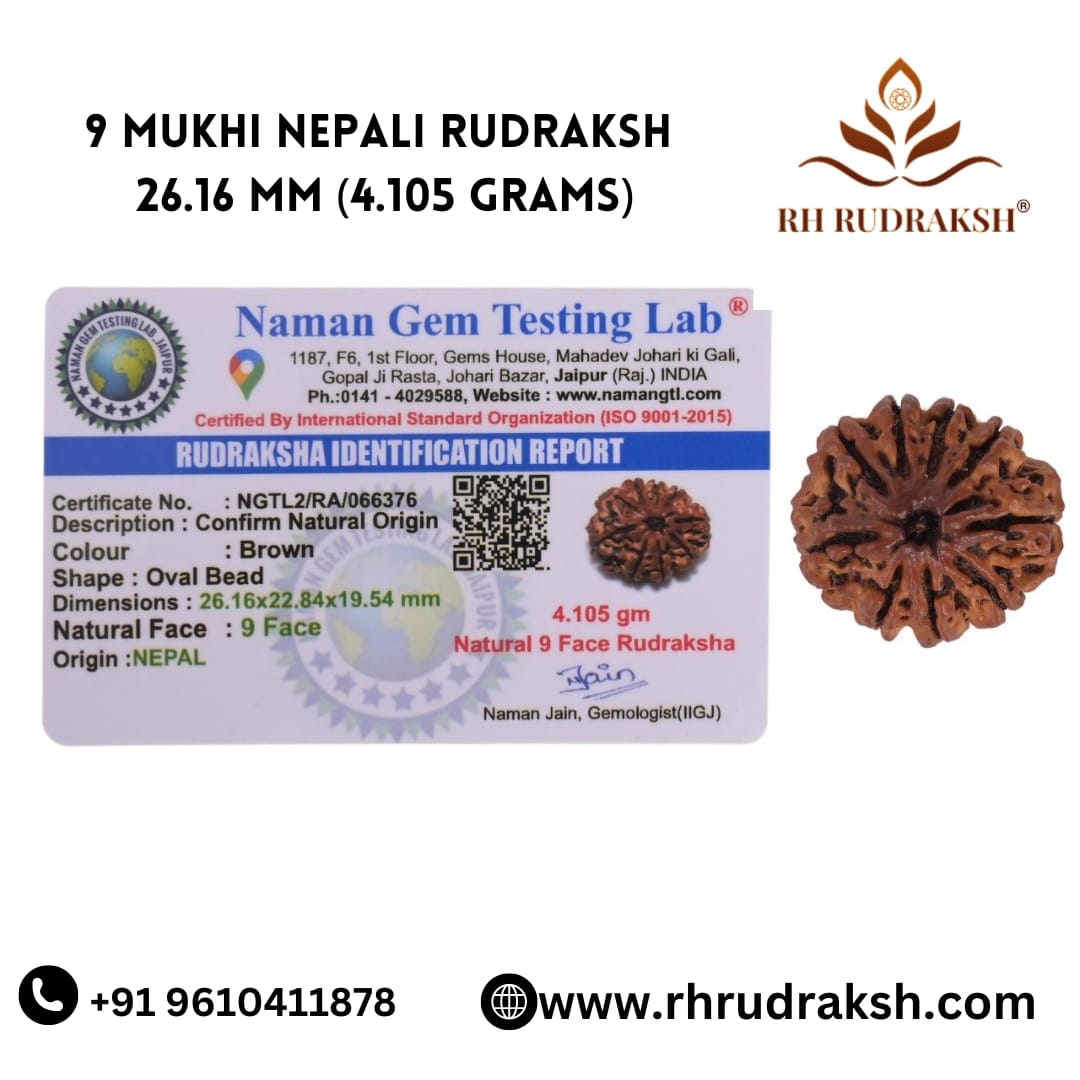 Natural 9 Mukhi Collector Rudraksh Nepali