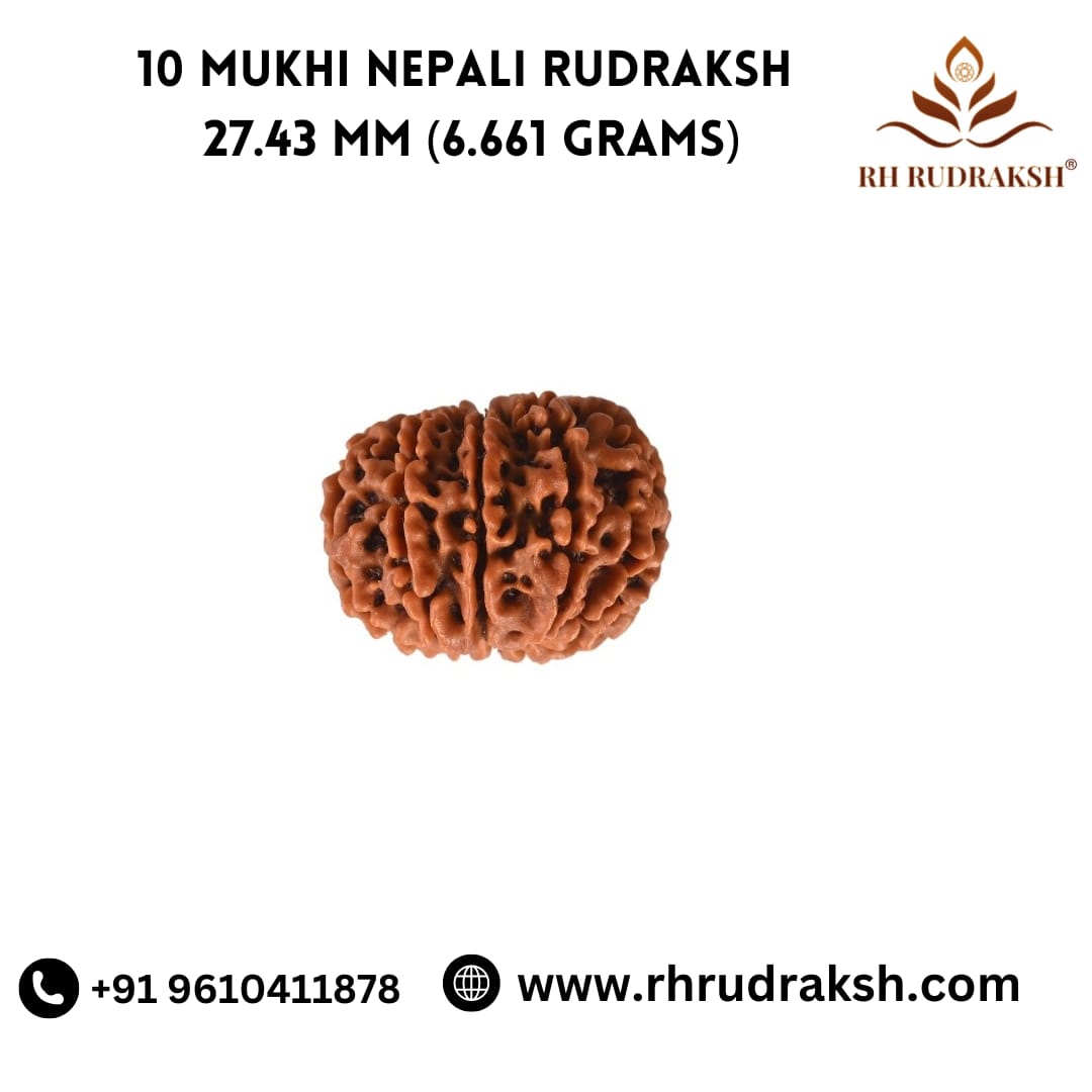 Natural 10 Mukhi Collector Rudraksh Nepali