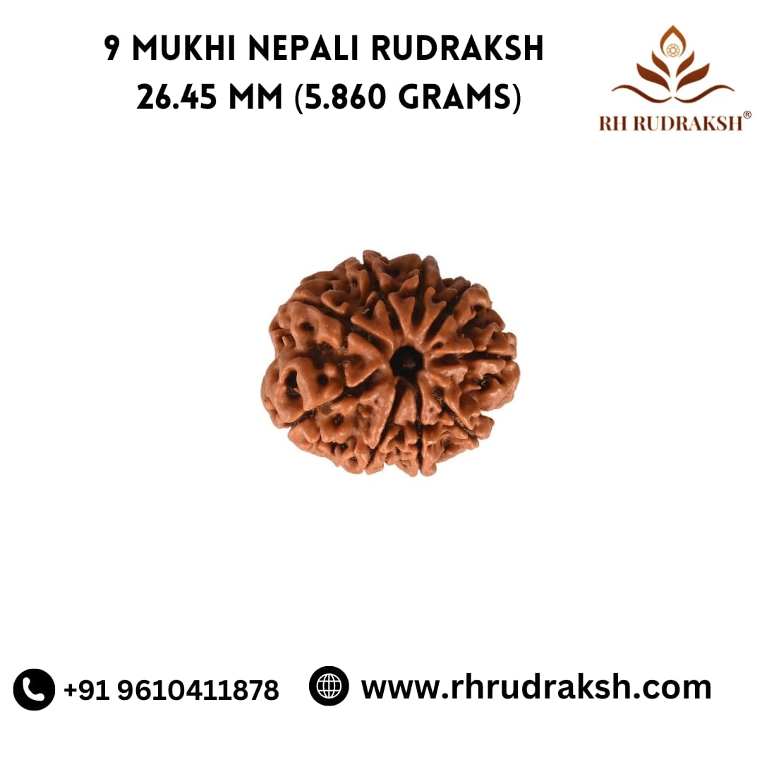 Natural 9 Mukhi Collector Rudraksh Nepali