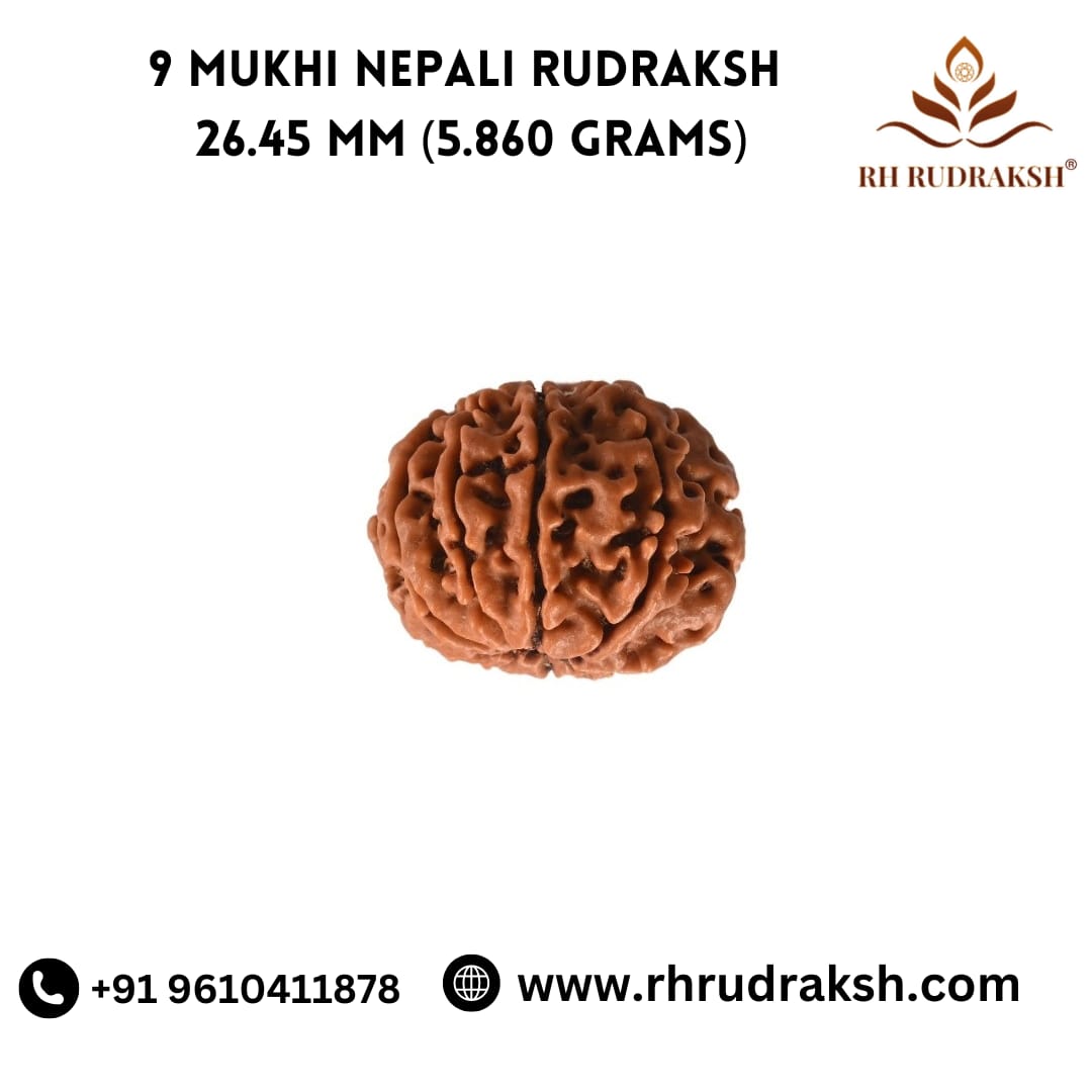 Natural 9 Mukhi Collector Rudraksh Nepali