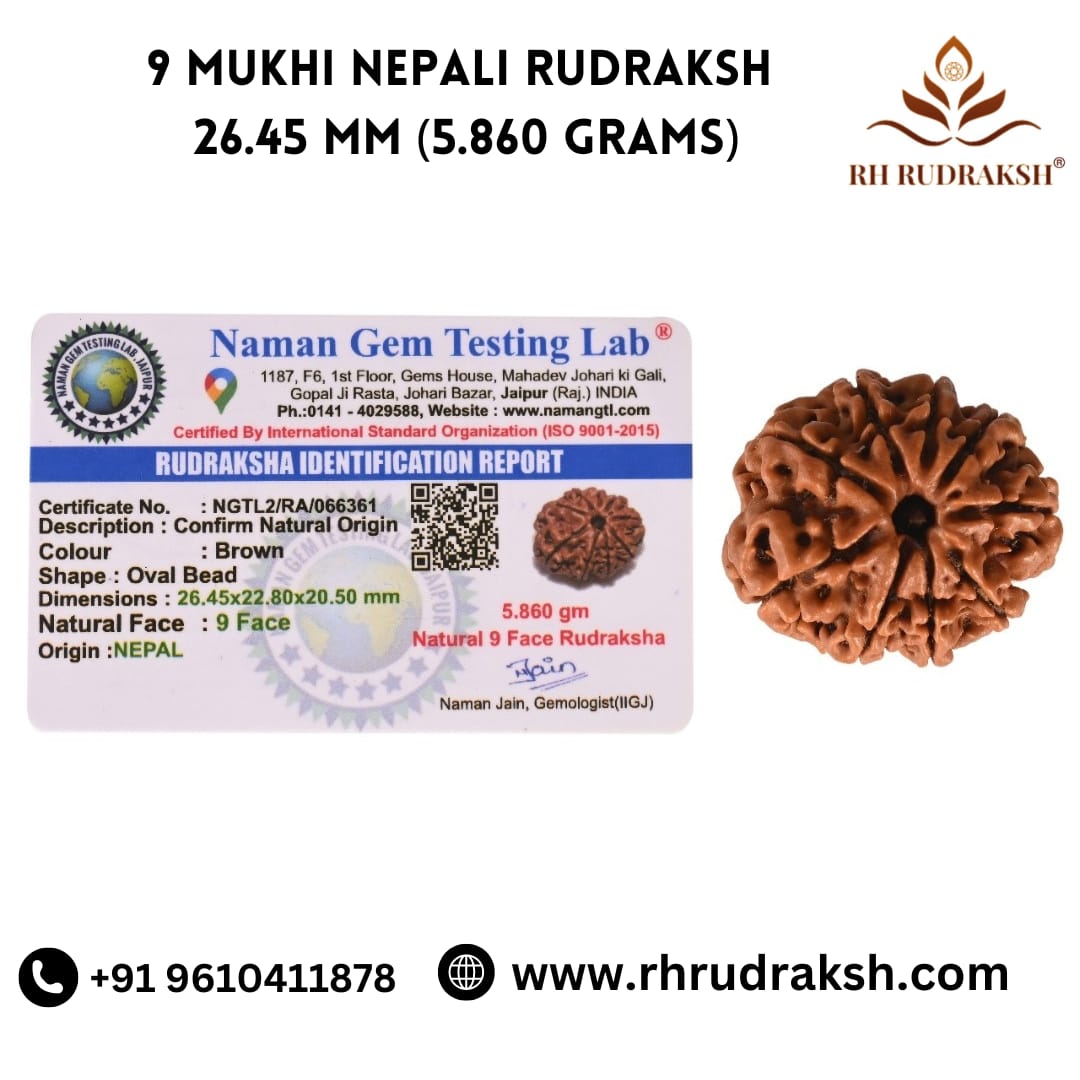 Natural 9 Mukhi Collector Rudraksh Nepali