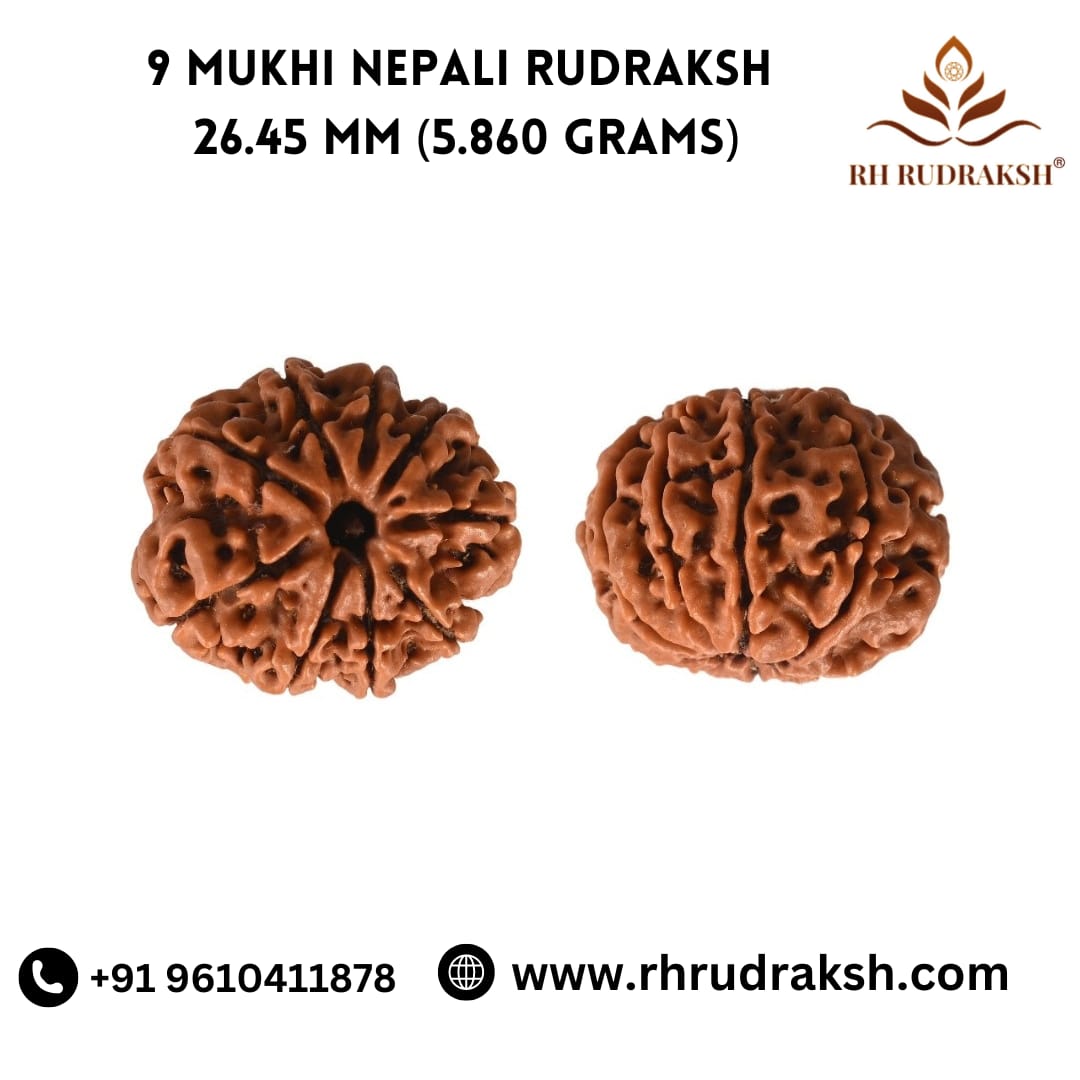 Natural 9 Mukhi Collector Rudraksh Nepali