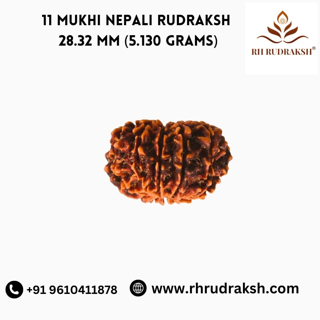 Natural 11 Mukhi Collector Rudraksh Nepali