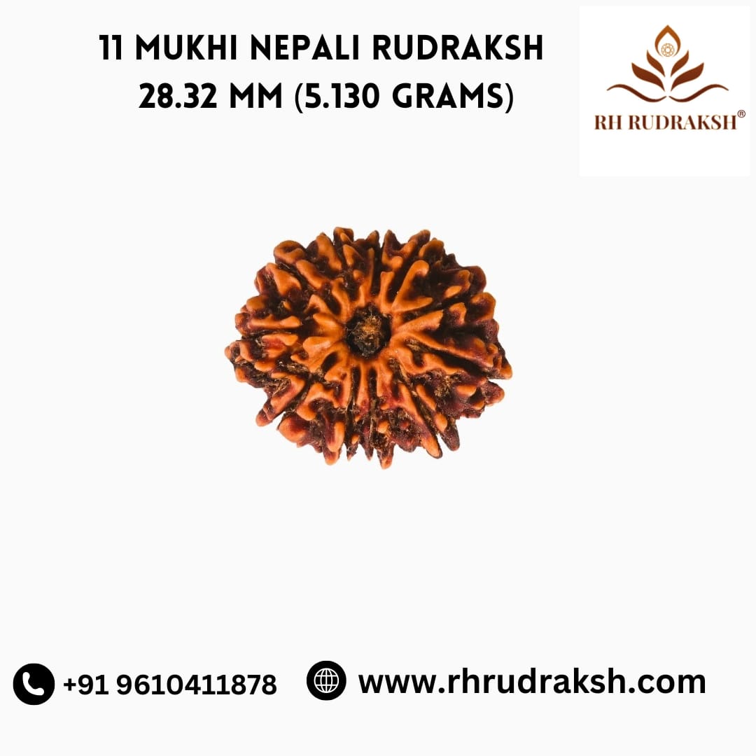 Natural 11 Mukhi Collector Rudraksh Nepali