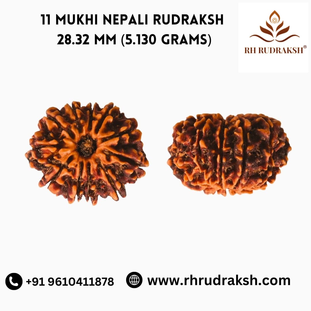 Natural 11 Mukhi Collector Rudraksh Nepali