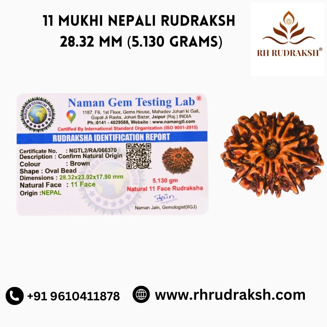 Natural 11 Mukhi Collector Rudraksh Nepali