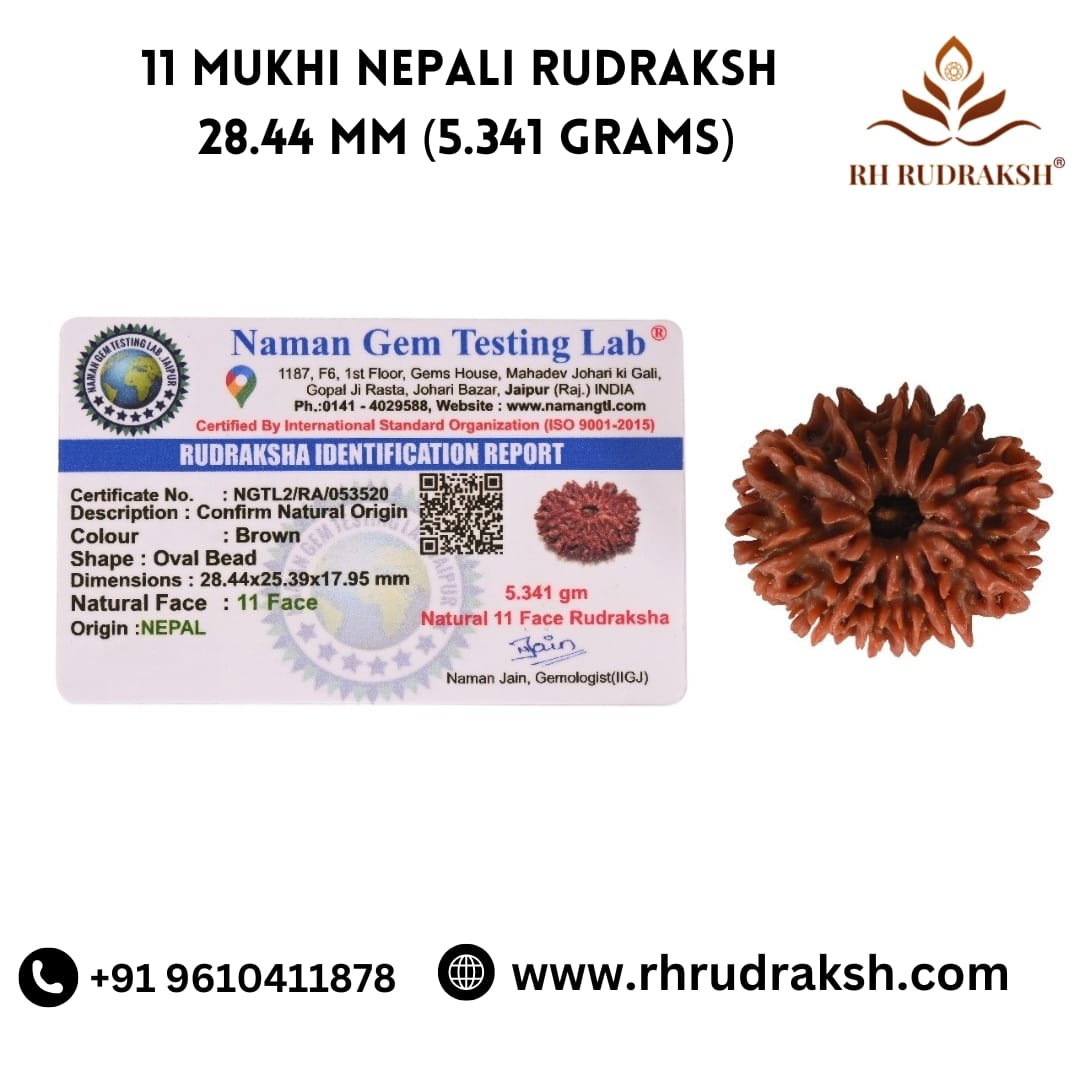 Natural 11 Mukhi Collector Rudraksh Nepali