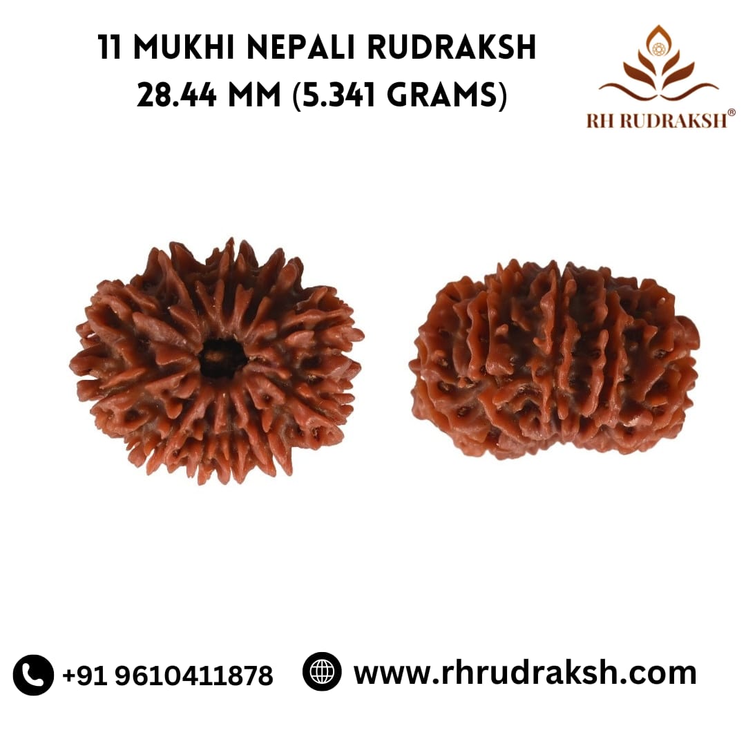 Natural 11 Mukhi Collector Rudraksh Nepali
