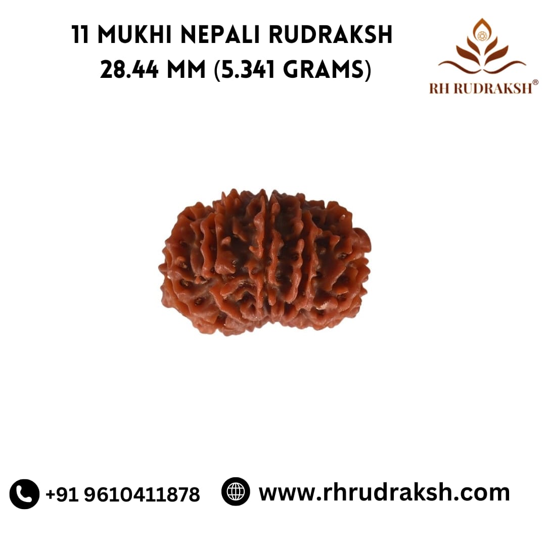 Natural 11 Mukhi Collector Rudraksh Nepali